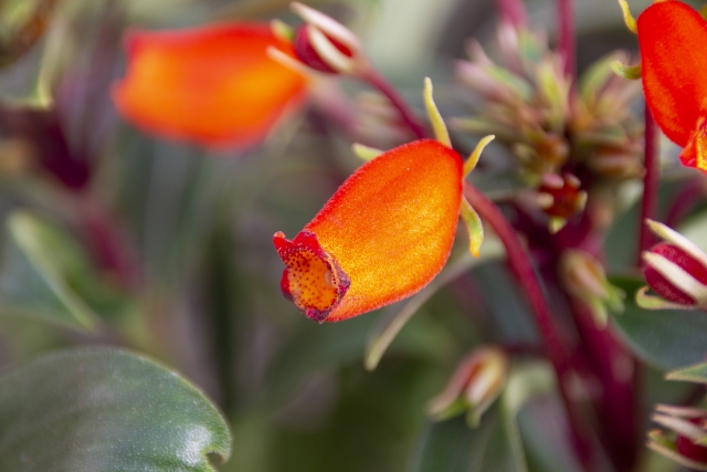 10月30日誕生花 シーマニア パセリ 花言葉 Bolivian Sunset Parsley 介護士しげゆきブログ