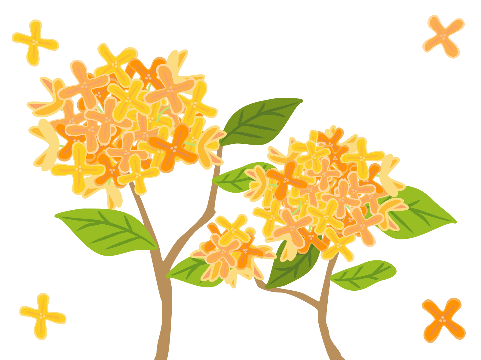 最も安い キンモクセイ② KAMIKA キンモクセイ 2本セット Amazon