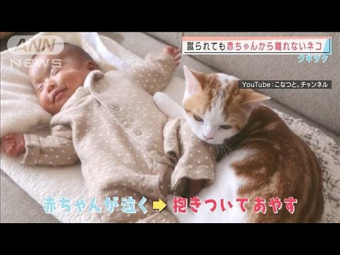今日の動物ニュース 赤ちゃんと添い寝するネコ オモチャを次々と出すラッコ まるで オヤツ警察 柴犬 Animal News 介護士しげゆきブログ