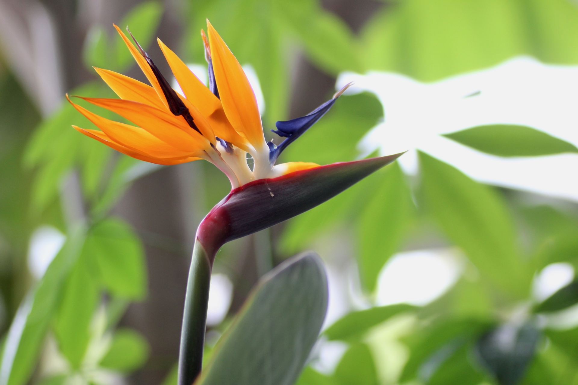 4月25日誕生花 ストレリチア 美女撫子 ビジョナデシコ 花言葉 育て方 介護士しげゆきブログ