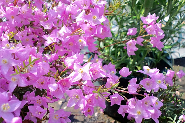 5月13日誕生花を工作 ボロニア サンザシ ハナビシソウ 育て方 花の折り紙 カリフォルニアポピー 介護士しげゆきブログ