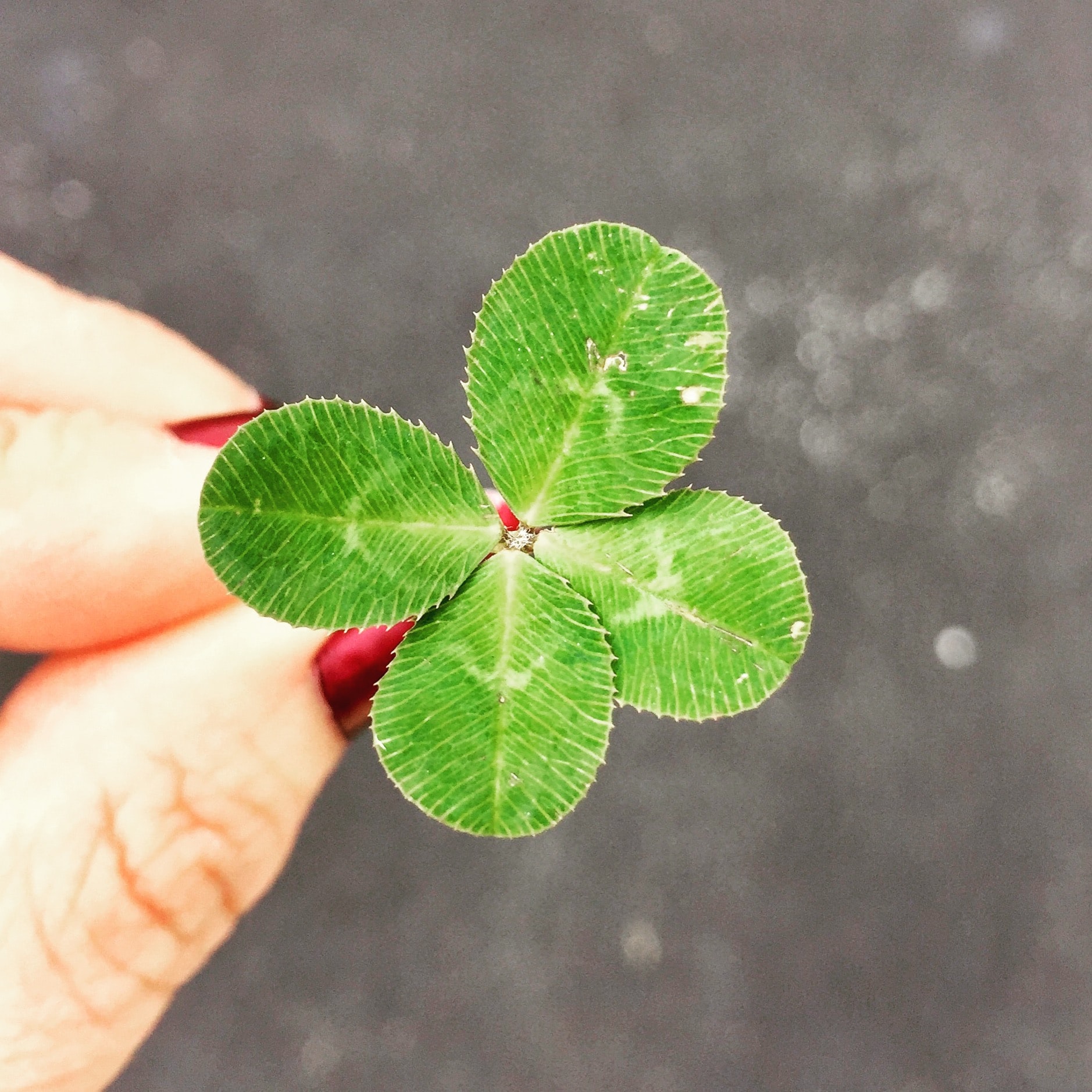 5月26日誕生花を工作 クローバー 花言葉 描き方 四つ葉のクローバー 立体 簡単な折り方 Origami Four Leaf Clover Lucky Clover Tutorial 介護士しげゆきブログ