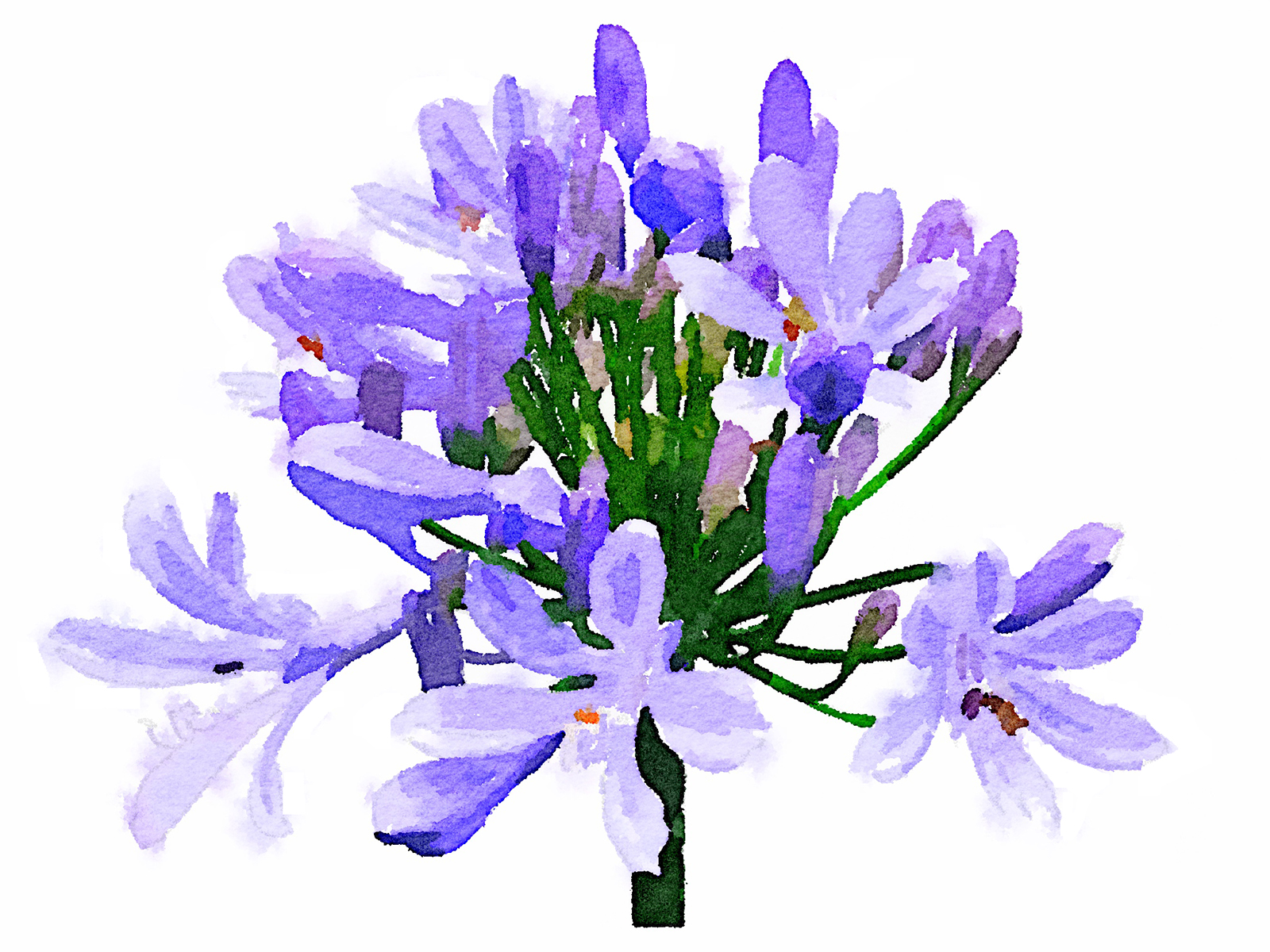 6月25日誕生花を工作 アガパンサス 花言葉 折り紙 描き方 介護士しげゆきブログ