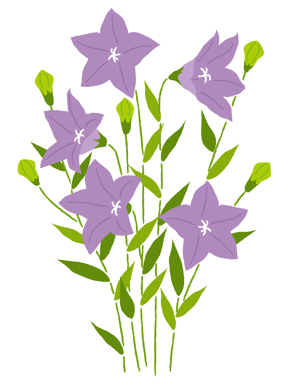 9月1日誕生花を工作 桔梗 キキョウ 花言葉 折り紙 描き方japanese Bellflower 介護士しげゆきブログ