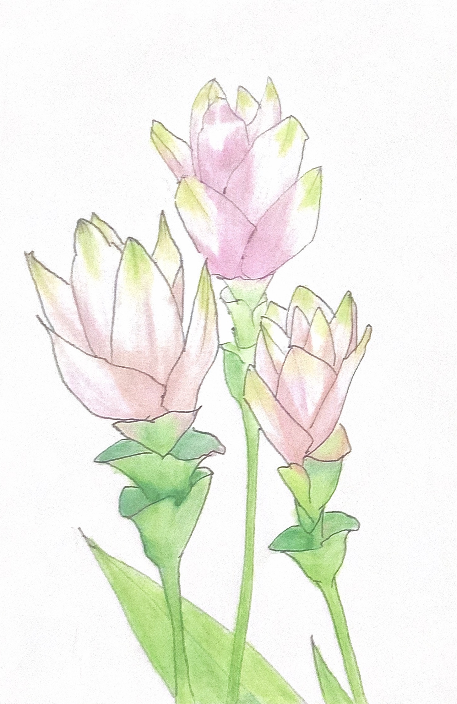 8月22日誕生花を工作 クルクマ 花言葉 折り紙 描き方origami Flower Siam Tulip 介護士しげゆきブログ