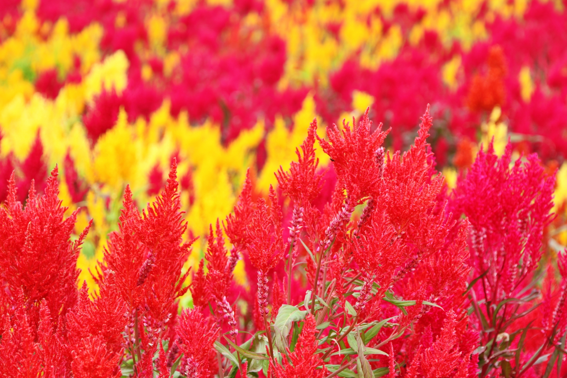 ♦︎ ケイトウ様御専用ページ♦︎ ケイトウの写真＜1＞-育て方図鑑|みんなの趣味の園芸