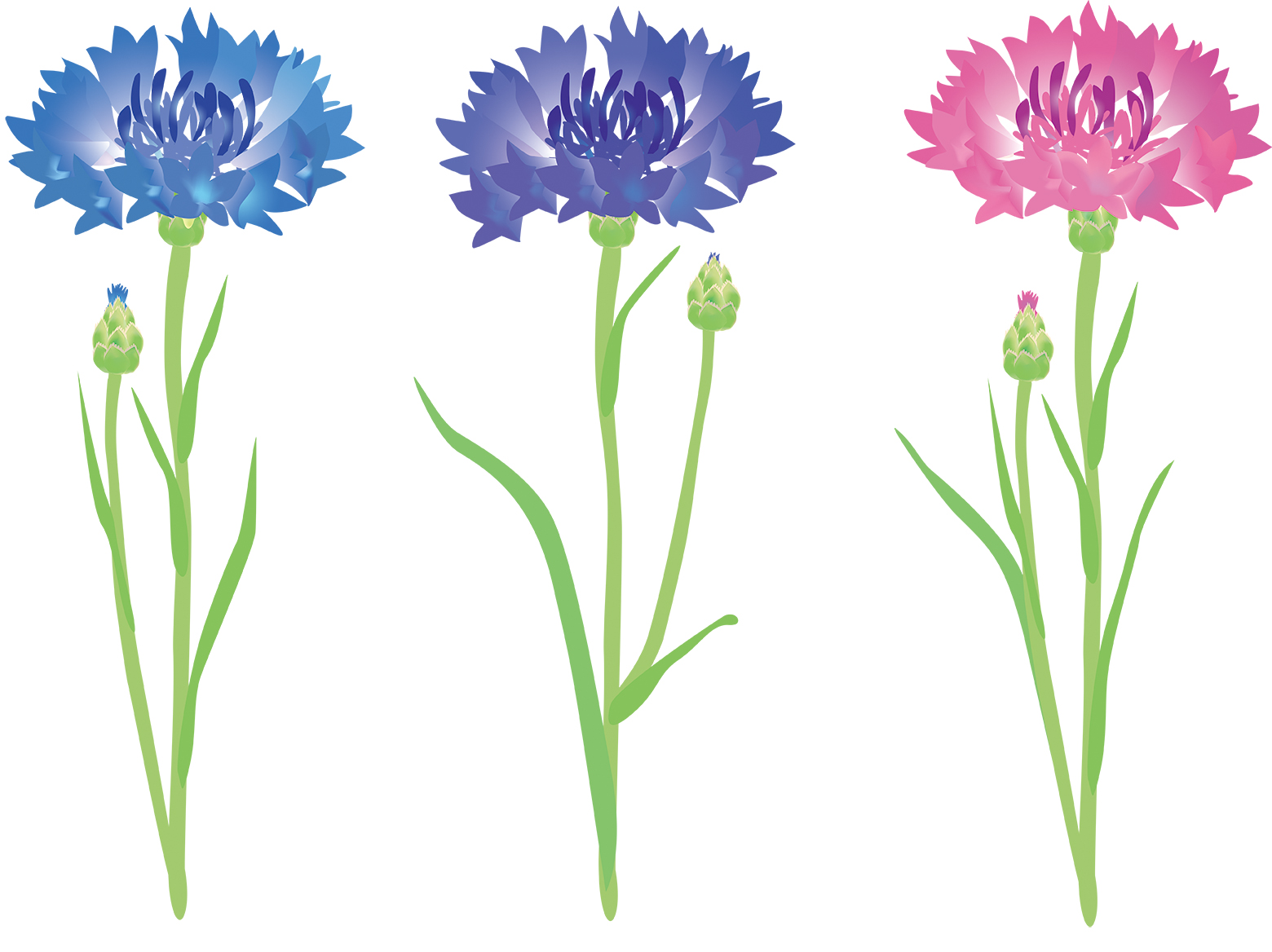 8月2日誕生花を工作「矢車菊(ヤグルマギク)」】花言葉 折り紙 描き方